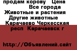 продам корову › Цена ­ 70 000 - Все города Животные и растения » Другие животные   . Карачаево-Черкесская респ.,Карачаевск г.